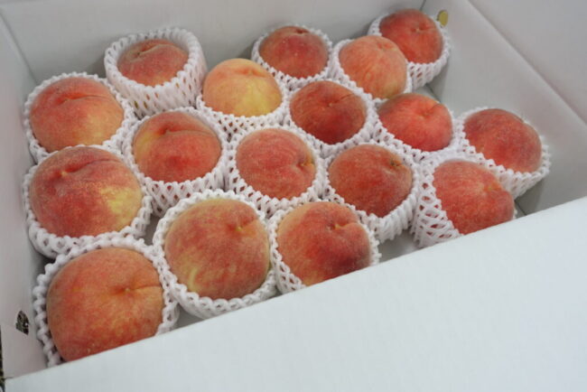 事業承継を機会に農業ビジネスへ参入し、新たな成長基盤を構築～ヤマエ株式会社～